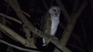 Barn Owl screeching at Sunderbans [upl. by Nylednarb]