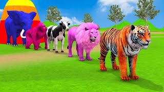 Long Slide Game With Elephant Gorilla Buffalo Hippopotamus Tiger  3d Animal Game  Funny 3d Animals [upl. by Deys]