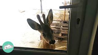 Deer Visits Family Who Rescued Him Everyday  Cuddle Buddies [upl. by Ongun]