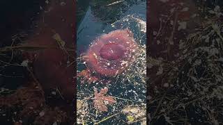 Trying to clear the waters for a lions mane jellyfish jellyfish oceanlife oceancreature ￼ [upl. by Tinya]