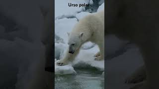 O urso polar é o maior carnívoro terrestre do mundo e um dos animais mais icônicos do Ártico [upl. by Laefar464]