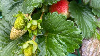 Transplanting Strawberry Runners 🍓🍓 kidsgarden strawberryplant [upl. by Deery931]