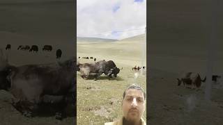 Yak 🐂 vs yaks fight animals keşfet bison wildlife [upl. by Neerol241]