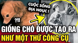 Đáng thương GIỐNG CHÓ TURNSPIT có cuộc sống NHƯ ĐỊA NGỤC cho đến khi BIẾN MẤT HOÀN TOÀN  Tin 3 Phút [upl. by Keener]