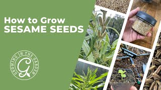 How to Grow Sesame Seeds [upl. by Neve]