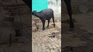 Top Quality Murrah Buffalo Hifer  murrah buffalo hifer top quality in haryana [upl. by Olathe]