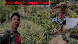 Selling Pineapple Leaves for Extra Income  Part 2 Harvesting and Profiting from sustainable Farm [upl. by Cyprus]