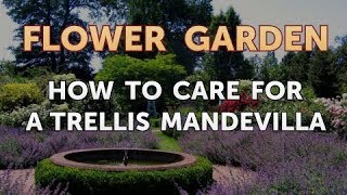 How to Care for a Trellis Mandevilla [upl. by Dobbins669]