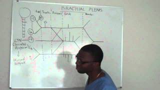 Brachial plexus made ridiculously simple PART 2 Lecture [upl. by Ahseile]