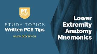 Study Topics Lower Extremity Anatomy Mnemonics [upl. by Etaner]