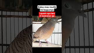 Perkutut lokal gacor👍 perkutut burung perkututperkutut [upl. by Dorisa]