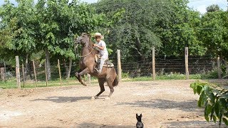 Entrenando caballos para bailar [upl. by Ddahc996]