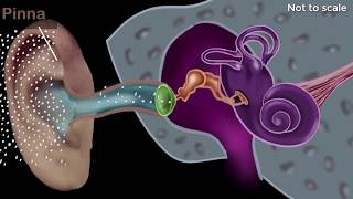 Human ear  structure amp working  Sound  Physics  Khan Academy [upl. by Hersh]