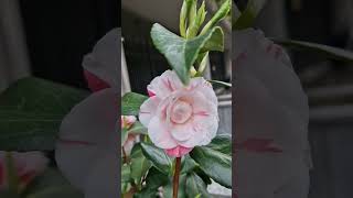 Camellia Japonica [upl. by Innavoeg]