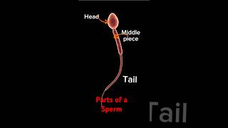 Key Components of a Sperm Cell pregnant baby sperm September 8 2024 [upl. by Hsur]