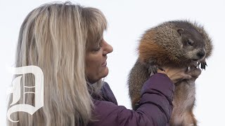 Dallas Arboretum’s groundhog guest predicts an early spring for Dallas [upl. by Namia]