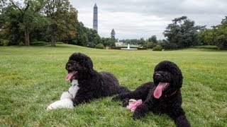 Obama family welcomes furry new family member [upl. by Laitselec]