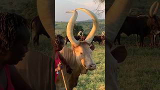 Amazing Ankole cattle of Uganda travel agriculture livestock shorts [upl. by Carleen401]