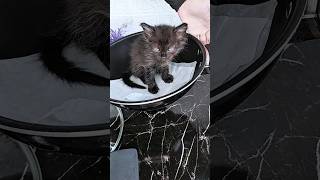 Black Cat Viral Video 😺 reaction 😂😂cat viral funny shorts youtubeshorts [upl. by Anihtyc]