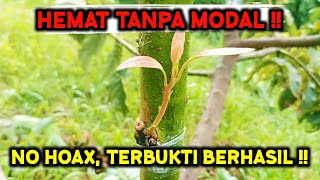 RAHASIA BERKEBUN TANPA MODAL ‼️ PUNYA 1 POHON BISA PENUH SELURUH KEBUN [upl. by Jessabell]