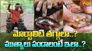 How to Grow Pearls at Home  మోర్టాలిటి తగ్గాలా ముత్యాలు పండాలంటే ఇలా Tone Agri [upl. by Settera]