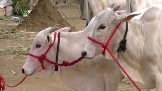 Beautiful Khillari calves for sale at Pandharpur [upl. by Mairam6]