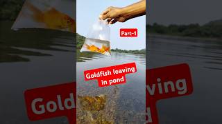 👆Realising Goldfish in Natural POND🔥💥🤯fish goldfish ponds goldfishpond [upl. by Nitnilc679]