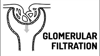 GLOMERULAR FILTRATION made easy [upl. by Ruthie494]