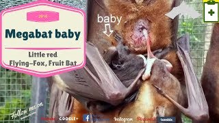 Australian rescued Bats  Rehab  Bat Megabat Little Red baby born Flyingfox Fruit bat❤️🦇 [upl. by Gwyneth]