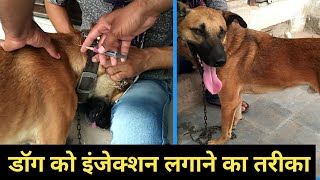 कुत्ते को इंजेक्शन कैसे लगाएं dog ko rabies ka injection kaise lagaye डॉग को इंजेक्शन puppy ko injec [upl. by Seton]