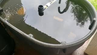 How I Started Raising Tilapia and Catfish  Small Scale Aquaculture [upl. by Lynd94]