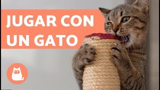 Cómo jugar con un gato 🐱  Suara Foundation [upl. by Tenahs]