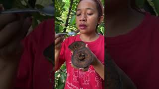 Buah puding coklat atau blacksapote blacksapote [upl. by Tadich741]