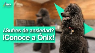 El perrito CERTIFICADO en apoyo EMOCIONAL [upl. by Midis]