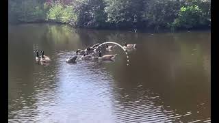 Sheffield Meadowhall canal [upl. by Eelyac592]