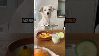 Hund 🐶  Kürbis🎃  ❤️ hund kochen rezept [upl. by Alodie]