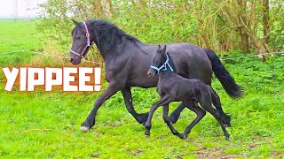 For the first time a Friesian horse with foal in our pasture  Im distracted  Friesian Horses [upl. by Rozanne]