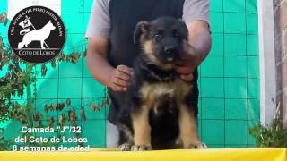 Venta de Cachorros Pastor Alemán Coto de Lobos [upl. by Chaffee]