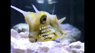 8 Facts About the Longhorn Cowfish [upl. by Thury189]