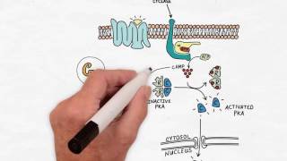 G Protein Signaling  Handwritten Cell amp Molecular Biology [upl. by Muhcon]