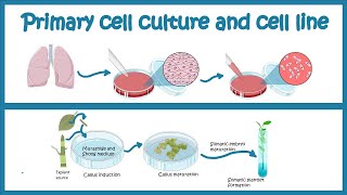 Primary Cell culture and cell line  Cell culture basics [upl. by Constancy]