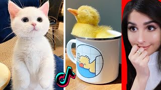 Cute Animals on Tik Tok That Will Make You Laugh [upl. by Kory]