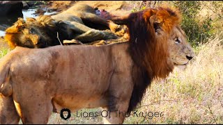 MALE LIONS FIGHT TO DEATH The Result Last Moments Of A Male Lions Life Kruger National Park [upl. by Yleve]