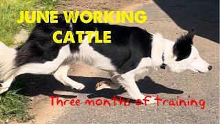 Border collie June herding cattle 3 months of training [upl. by Brinn725]