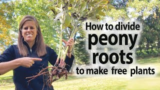 How to Divide Peony Roots to Make Free Plants [upl. by Inaflahk]