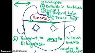 EASY WAYS TO REMEMBER DNA VIRUSES [upl. by Ayikan872]