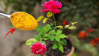 TOP 5 ROSE GARDENING SECRET TIPS  Best Fertilizer For Rose Plant amp Care Tips [upl. by Paola968]