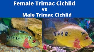 Male Vs Female Trimac Cichlid  How to Determine The Difference [upl. by Doralyn830]