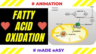 Fatty Acid Oxidation  Animation  Biochemistry  Made Easy [upl. by Emma]