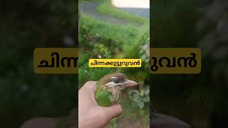 White Cheeked Barbet  Chinna Kutturuvan  ചിന്നക്കുട്ടുറുവൻ variety gardening ideas garden [upl. by Ramor]